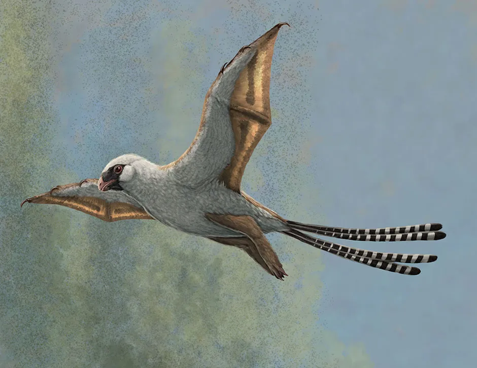 A reconstruction of Ambopteryx longibrachium in a glide © Gabriel Ugueto/Cell Press