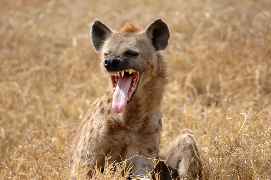 Spotted hyena showing teeth
