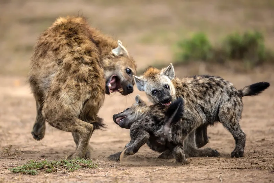 Spotted hyenas playing