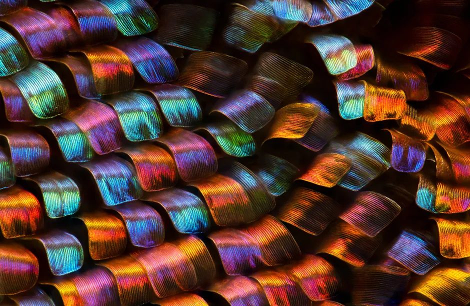 Scales of a Madagascan sunset butterfly wing. Image Stacking 20X (Objective Lens Magnification)