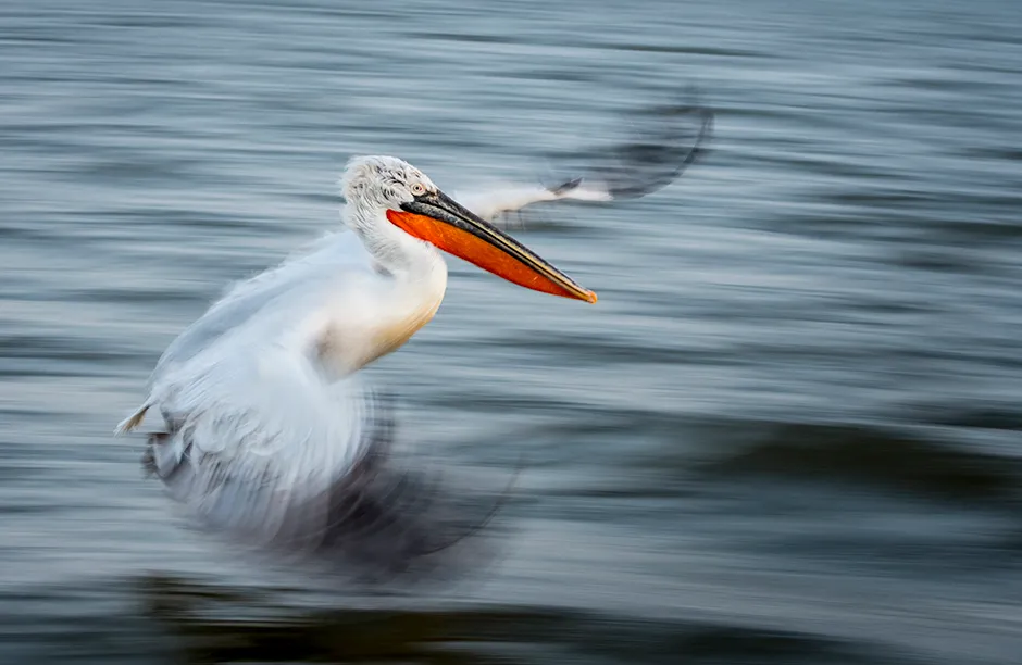 Panning shot of a Dalmatian Pelican. Its tough, but so worth it when it turns out well. This shot was taken with 1/30s, f/8.0, and ISO 800 at 80mm.