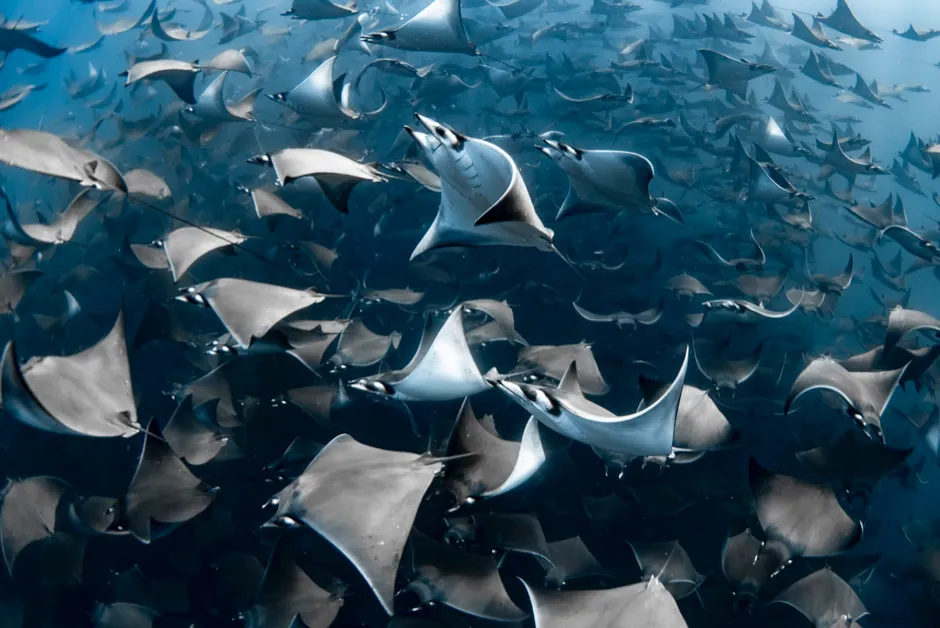 Overall winner: An aggregation of thousands of mobula rays in Mexico © Nadia Aly