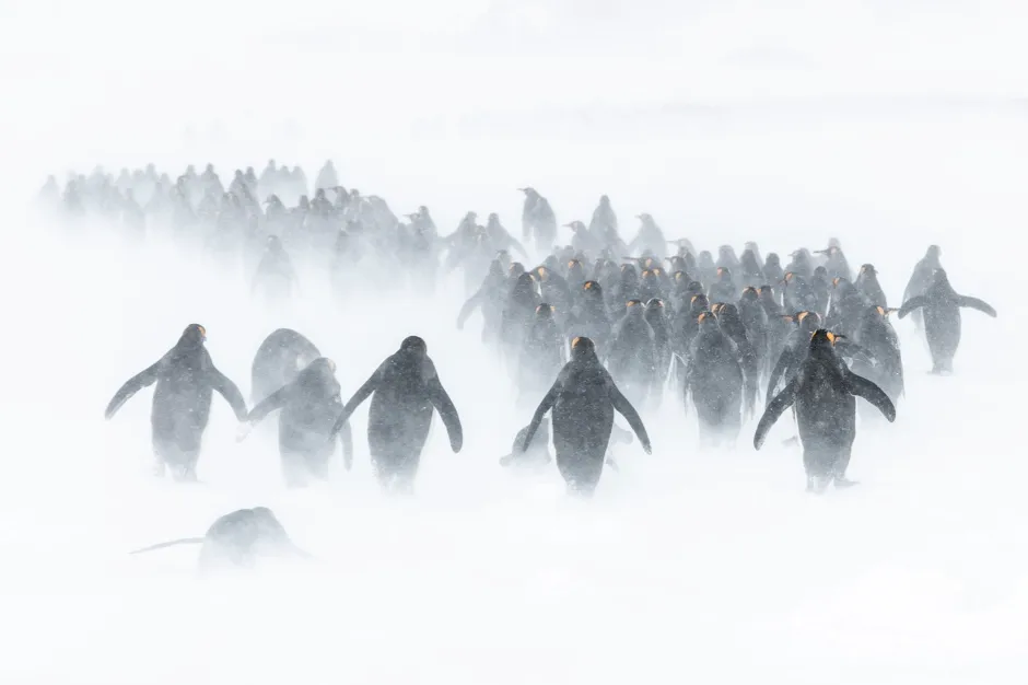Exploration Photographer 1st prize: King penguins congregate in winding columns seeking shelter, as a blizzard sets in in St Andrew's Bay, South Georgia Island © Ben Cranke