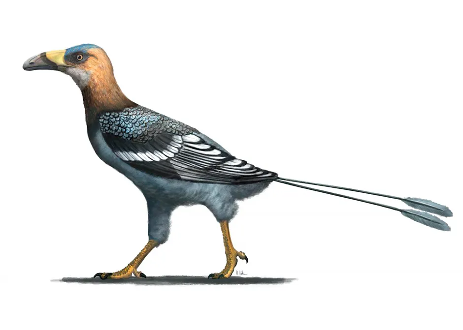Artist reconstruction of Falcatakely © Mark Witton