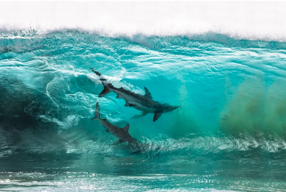 Adventure Photographer 2nd prize: Two bronze whaler sharks swim through a cresting wave, chasing a bait ball in Red Bluff, Western Australia © Sean Scott