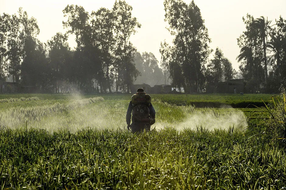 A person spraying pesticides on crops © Getty Images