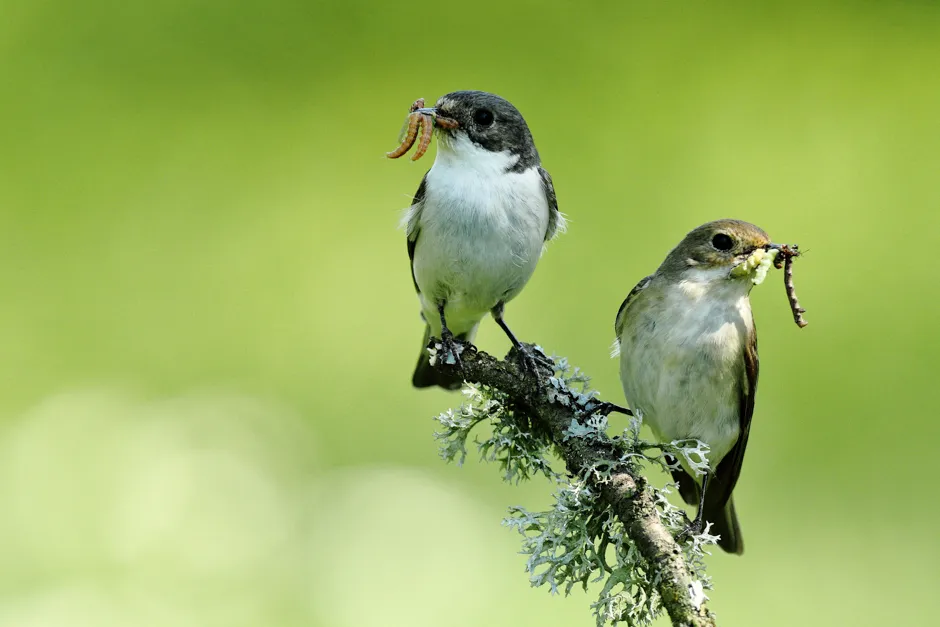 Pied flycatchers work together to raise their young © Getty Images