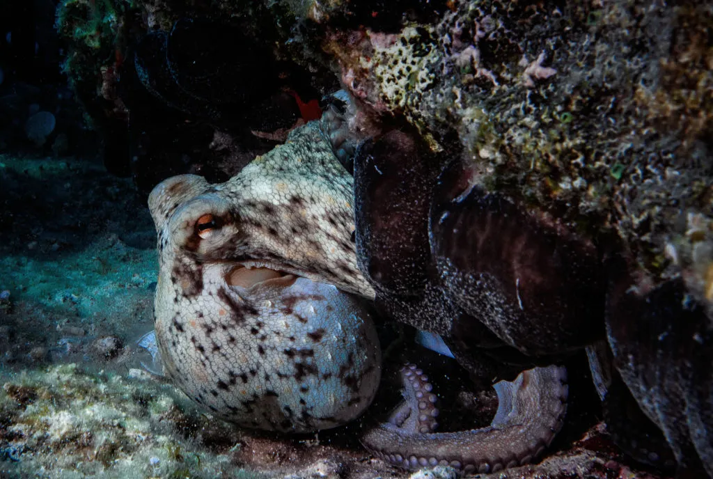Octopuses display many signs of intelligence Getty Images