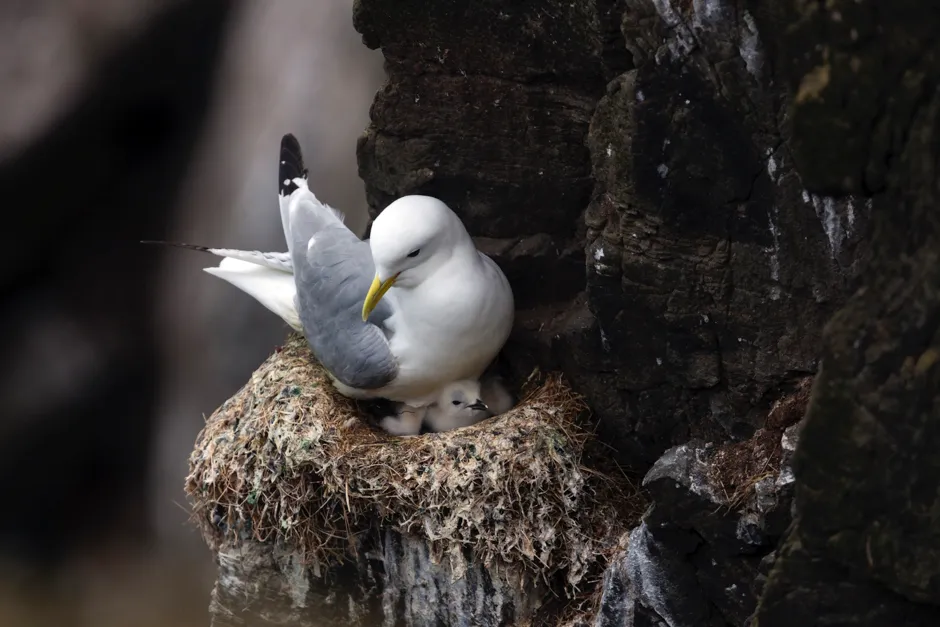 Kittiwakes (coastal gulls) mate for life, increasing the likelihood of survival for their young © Getty Images