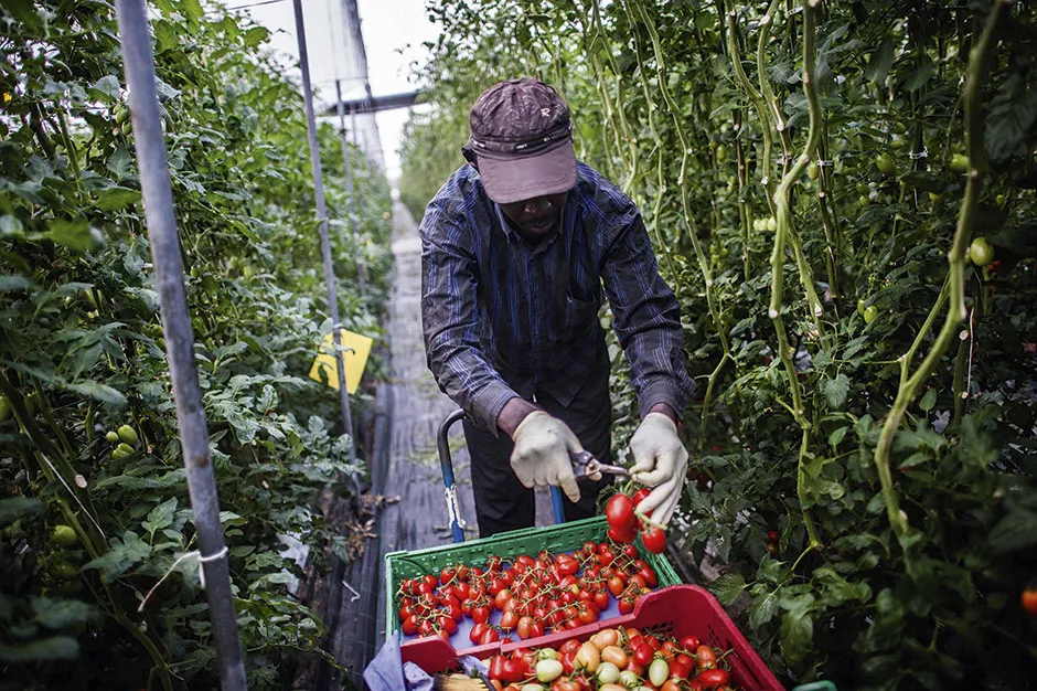A man harvesting tomatoes © Getty Images