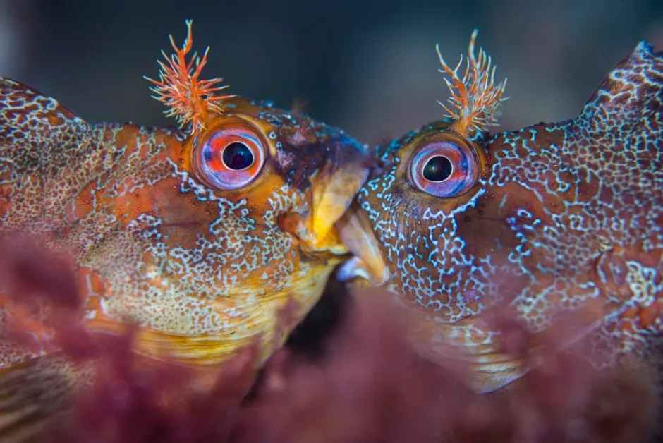 Collective portfolio runner-up: Two tompot blennies fight over mating rights in the UK © Henley Spiers