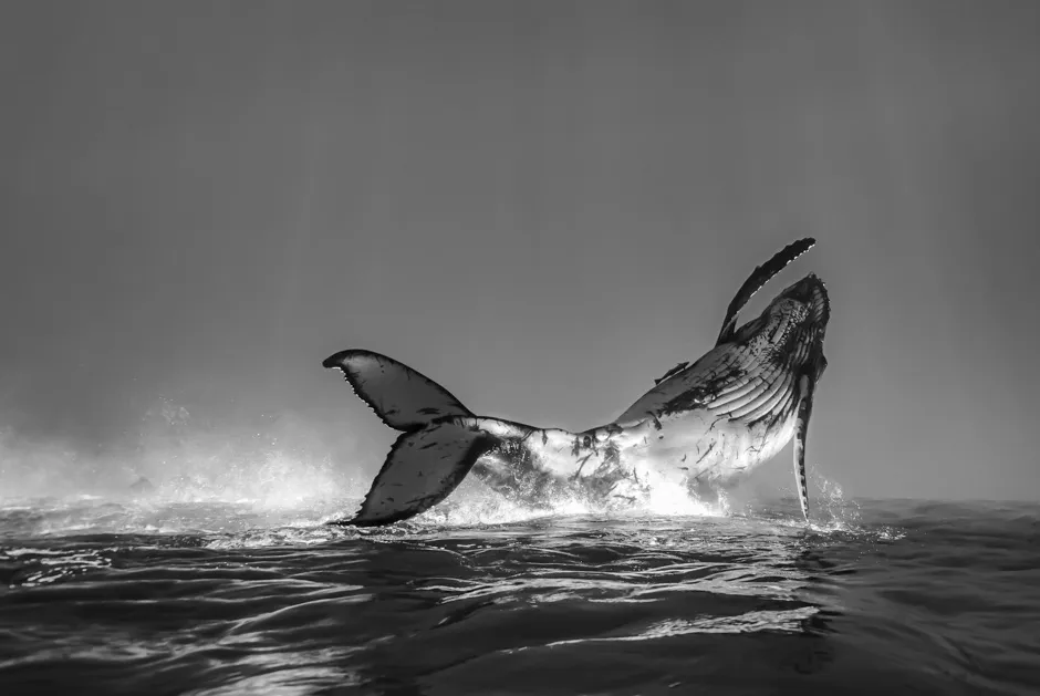 Community Choice runner-up: A humpback whale calf ‘breakdances’ in the warm waters of Tonga © Jono Allen
