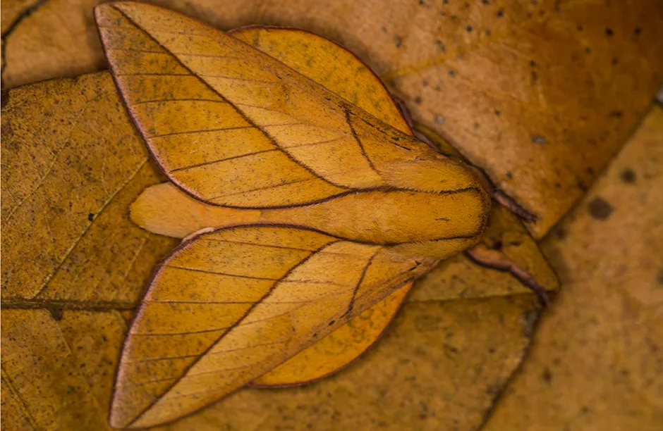Oiticella convergens moth mimicing yellow leaf, Laguna Blanca, Paraguay
