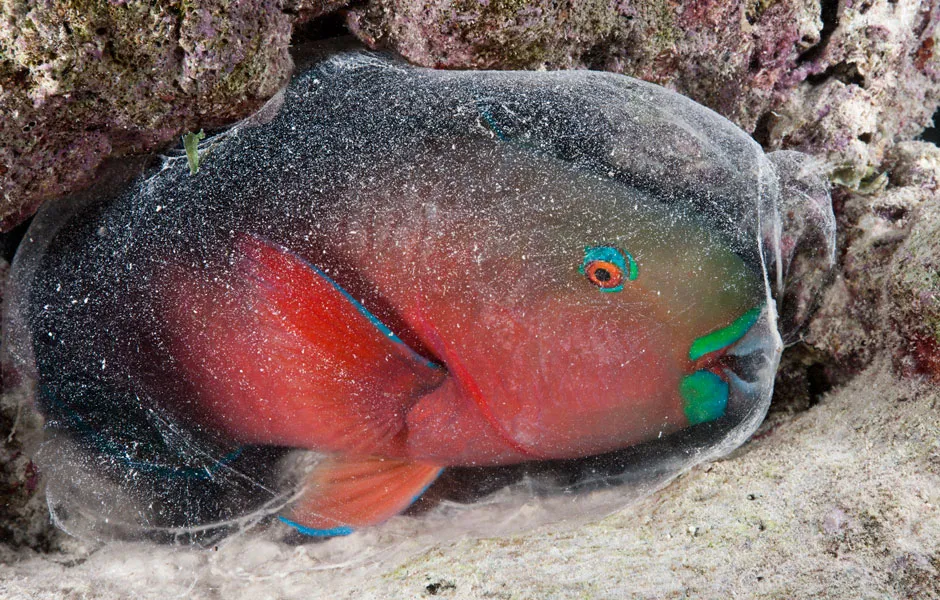 Do Fish Sleep? © Getty Images