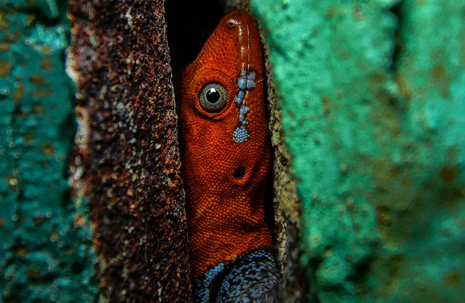 Gonatodes albogularis is an elusive lowland gecko that, despite its striking colors, is usually near crevices or narrow cavities where it can easily hide when it feels in danger, Río Claro Natural Reserve, Antioquia, Colombia