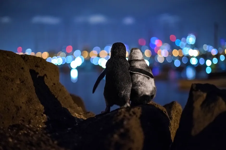 Winner community choice: Two penguins look out across the water, Melbourne’s lights in the distance in St Kilda, Australia © Tobias Baumgaertner