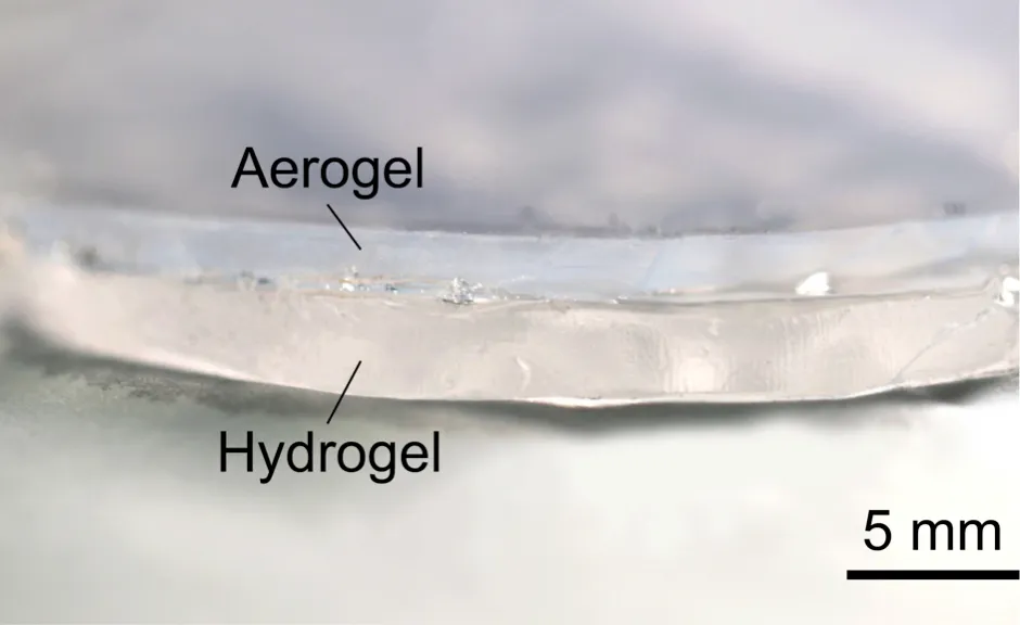 The transparent hydrogel-aerogel cooling bilayer is inspired by the camel's skin and fur © Zhengmao Lu and Ningxin Chen