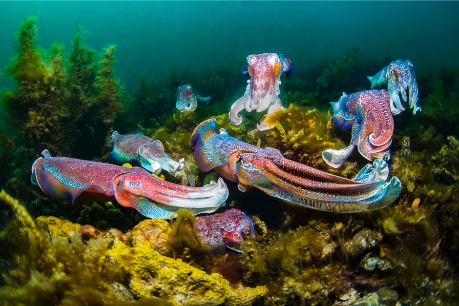 Collective Portfolio 1st prize: Giant cuttlefish aggregate together to breed in Whyalla, South Australia © Nadia Aly