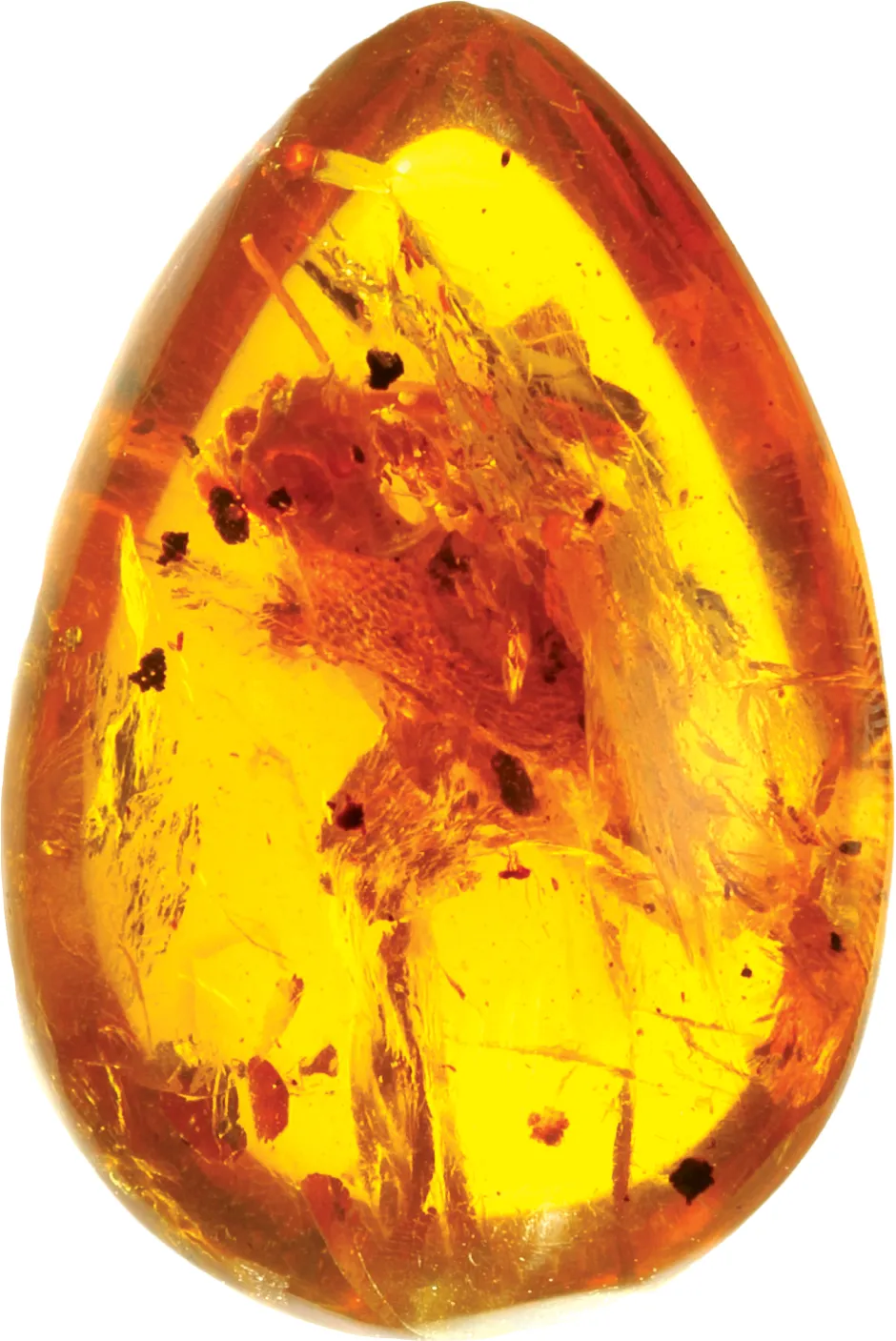 The albanerpetontids fossil was preserved in amber © Adolf Peretti/Daza et al/Science