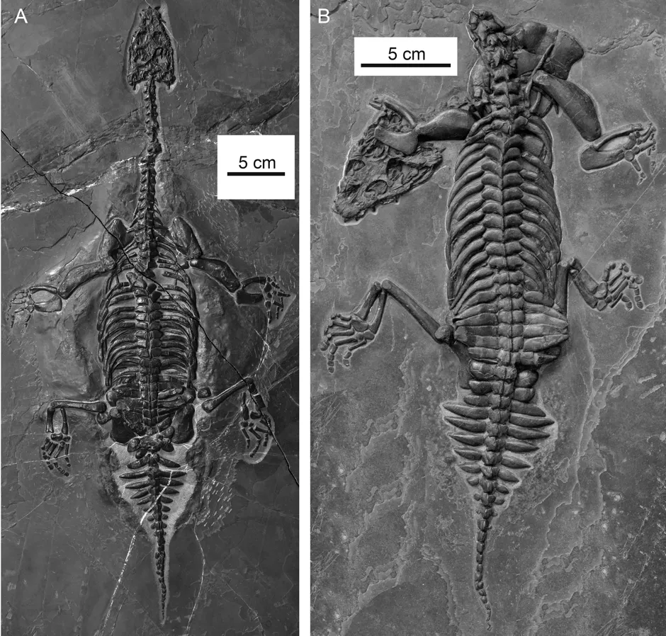 Two Brevicaudosaurus jiyangshanensis skeletons © QING-HUA SHANG, XIAO-CHUN WU and CHUN, Journal of Vertebrate Paleontology