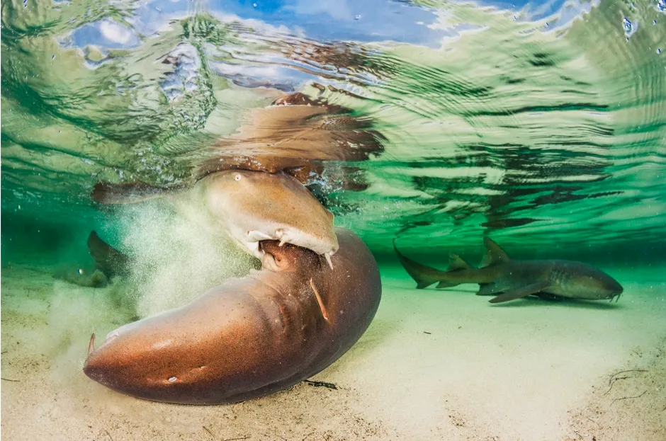 Collective portfolio 3rd place: Nurse sharks mating in the Bahamas © Shane Gross