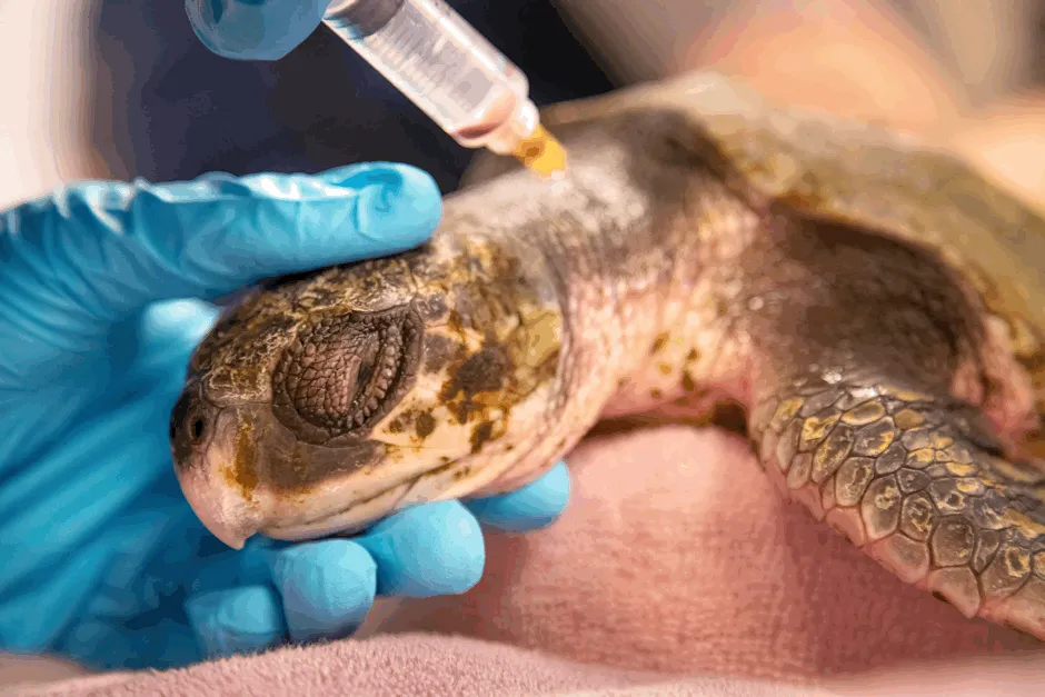 A critically ill Kemp’s ridley sea turtle being given life saving medical treatment at the New England Aquarium, near Boston, USA © Nick Shoolingin-Jordan/Silverback Films/BBC