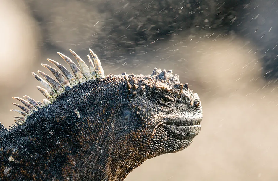 A marine iguana warming up in the sun on the shores of Fernandina Island, Galapagos © Ed Charles/Silverback Films/BBC