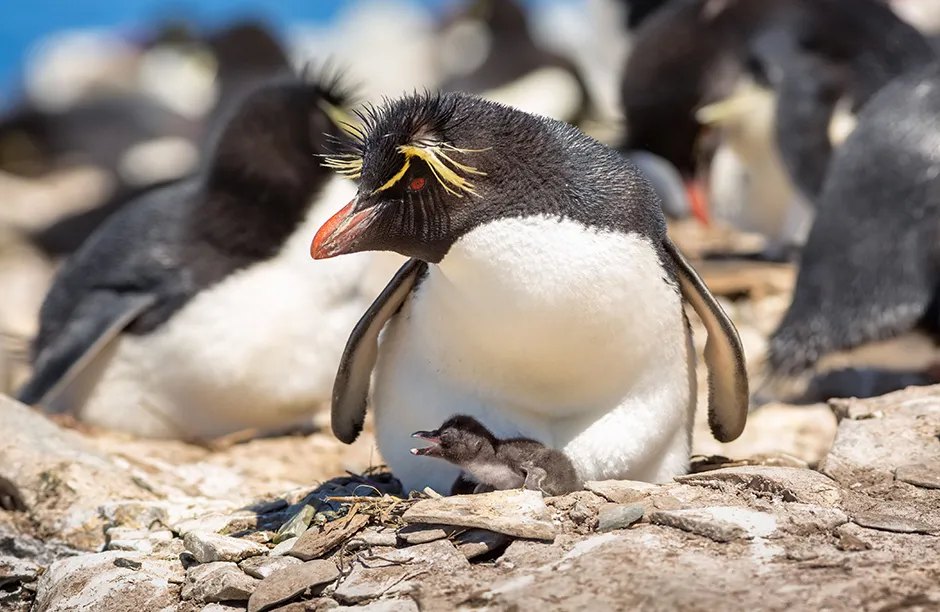 A rockhopper penguin brooding its chick on Sealion Island in the Falkland Islands © Sarah Walsh/Silverback Films/BBC