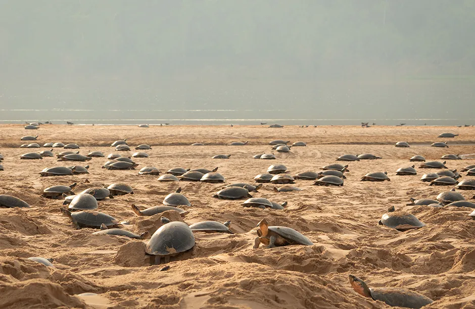 WARNING: Embargoed for publication until 00:00:01 on 19/12/2020 - Programme Name: A Perfect Planet - TX: n/a - Episode: n/a (No. n/a) - Picture Shows: Female giant Amazon river turtles haul out every year onto sand banks that appear in the river to lay their eggs, Brazil PHOTOGRAPHY MUST NOT BE FLIPPED OR ALTERED It is permitted to post the image on social network sites such as Facebook provided it is reduced to 72dpi and no more than 720 x 491 pixels in size and the programme title and full photo credit appear on the face of the image. Giant Amazon river turtles - (C) Darren Williams/Silverback Films - Photographer: Darren Williams