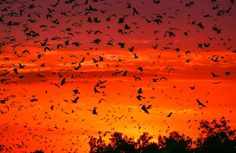 Millions of straw coloured fruit bats leave their roost at sunset to head into the surrounding forest to feed, Zambia © Ed Charles/Silverback Films/BBC