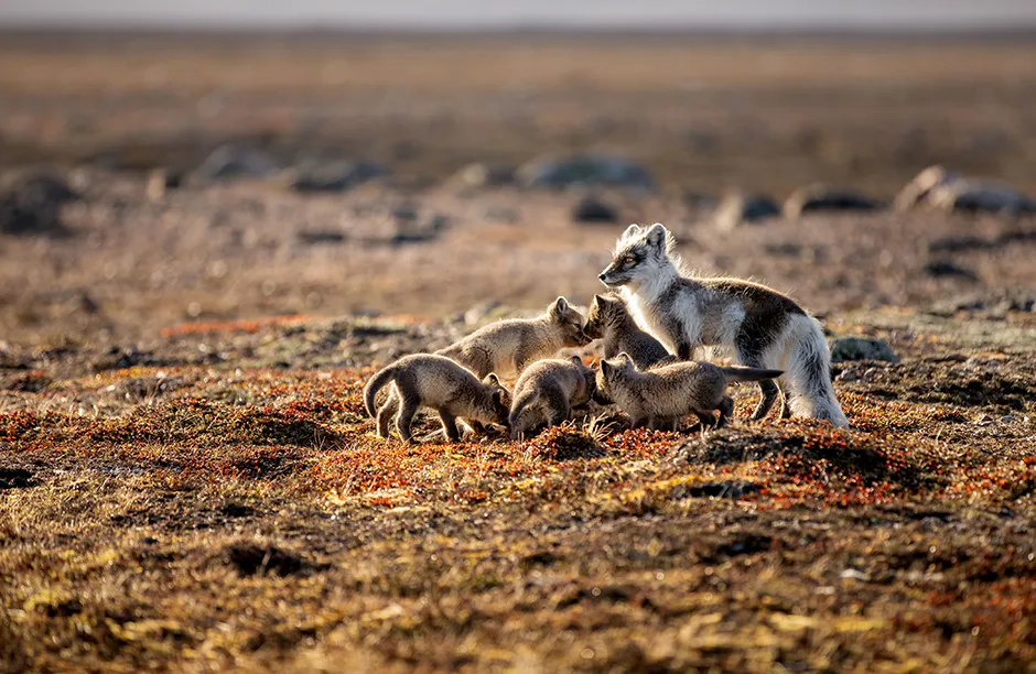Arctic fox with pups, Karrak Lake, Canada © Sarah-Jane Walsh/Silverback Films/BBC