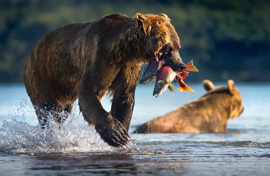 A brown bear with a salmon in its mouth, on Kurile Lake, Kamchatka, Russia © Tom Walker/Silverback Films/BBC