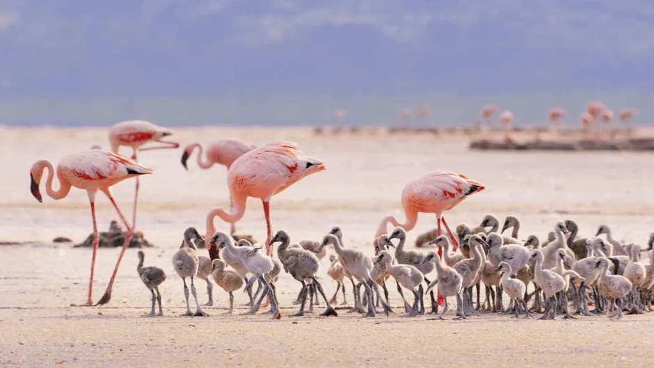 At a couple of weeks old, lesser flamingo chicks spend less time with their parents and group together to form a creche © Silverback Films/Grab/BBC