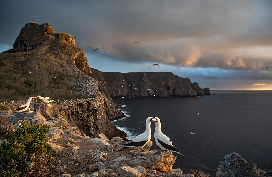 Boobies on Wolf Island, Galapagos © Silverback Films/Huw Cordey/BBC