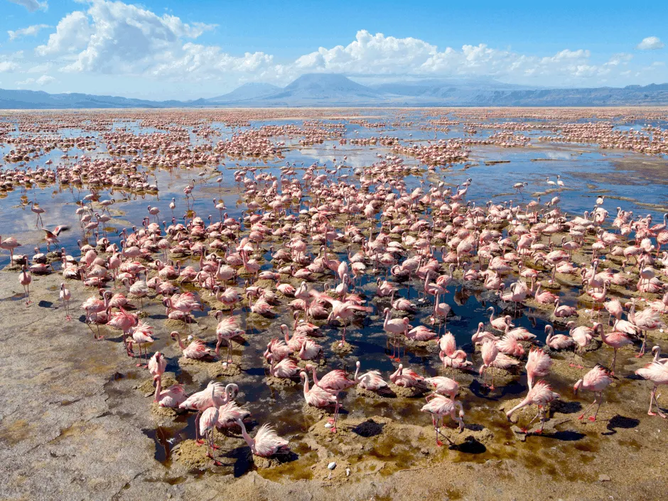 A lesser flamingo colony on Lake Natron, Tanzania © Darren Williams/Silverback Films/BBC