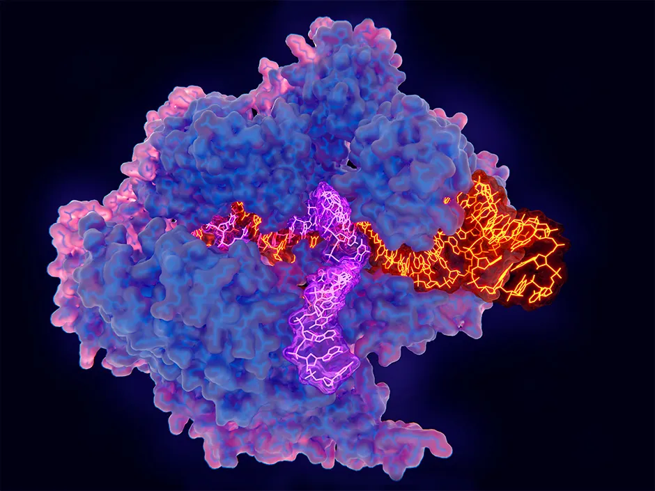 An illustration of the CRISPR-Cas9 protein cutting a strand of DNA © Getty Images