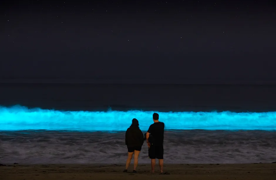 HERMOSA BEACH, CA - APRIL 25: Bioluminescent waves glow off the coast of Hermosa Beach, CA, Saturday, April 25, 2020. The phenomenon is associated with a red tide, or an algae bloom, filled with dinoflagellates which react with bioluminescence when jostled by the moving water. During the daytime, due to the pigmentation of the dinoflagellates, the water can turn a deep red, brown, or orange color, giving red tides their name