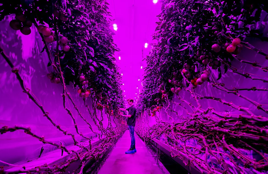 An employee works at the PlantLab production hall in Amsterdam, The Netherlands, on July 29, 2020. - The company grows crops in high-tech cultivation areas, which no longer require daylight and can be grown in stacked layers