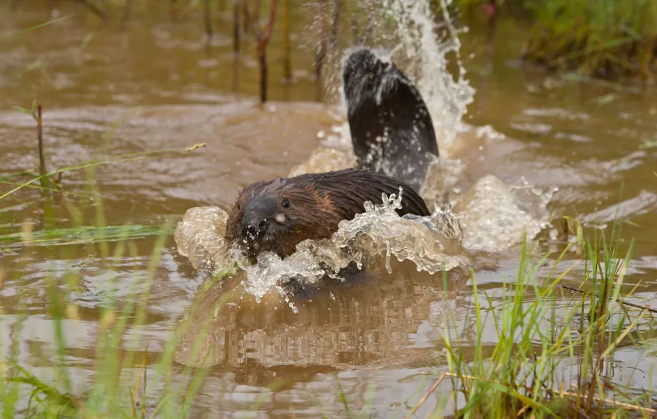 A beaver splashing their tail