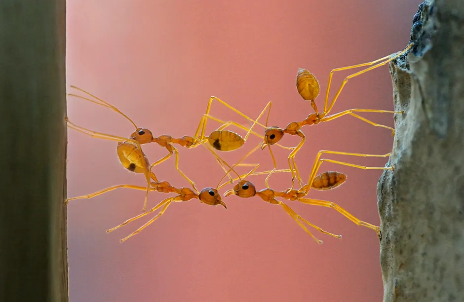 Weaver ants- (Oecophylla smaragdina) making a bridge on the gap found on its passage. Photographed in India.
