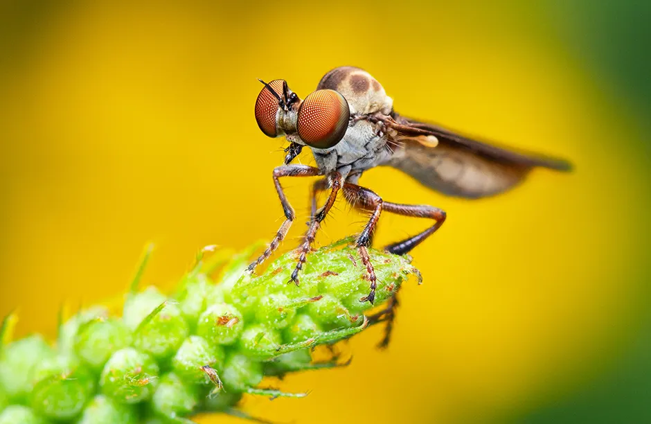 Gnat ogre robber fly (Holcocephala fusca), photographed in the USA.