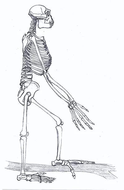 The full skeleton of Ardipithecus ramidus © Ori~, CC BY-SA 3.0 (https://creativecommons.org/licenses/by-sa/3.0), via Wikimedia Commons
