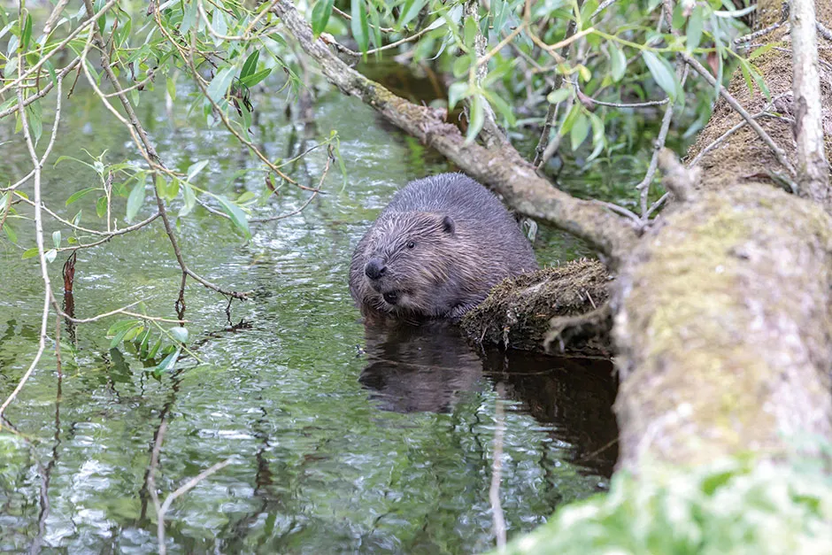 Eurasian beavers have been reintroduced to the UK as part of rewilding projects in Argyll, Tayside and Devon © Alamy