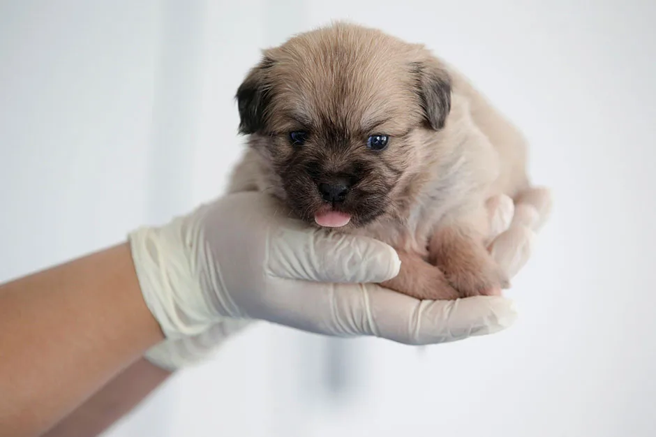 Little Juice, seen here at 24 days old, is a clone of Juice, a star of film and TV in China © Alamy