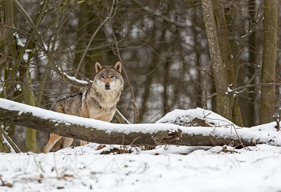Reintroducing larger predators, such as wolves, is one way to naturally manage populations of wild deer © Alamy
