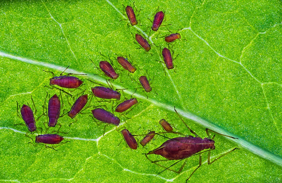 A Family of small sap-sucking Aphids photographed by Petar Sabol, Croatia