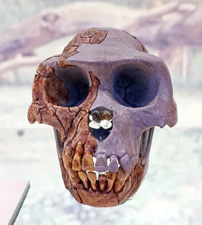 Ardipithecus ramidus skull in National Museum of Natural Sciences of Spain © Tiia Monto, CC BY-SA 3.0 (https://creativecommons.org/licenses/by-sa/3.0), via Wikimedia Commons
