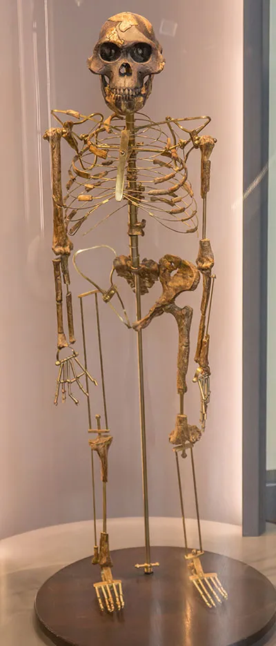 A replica of Australopithecus afarensis Lucy at the Natural History Museum Vienna © Johannes Maximilian, GFDL 1.2 (http://www.gnu.org/licenses/old-licenses/fdl-1.2.html), via Wikimedia Commons