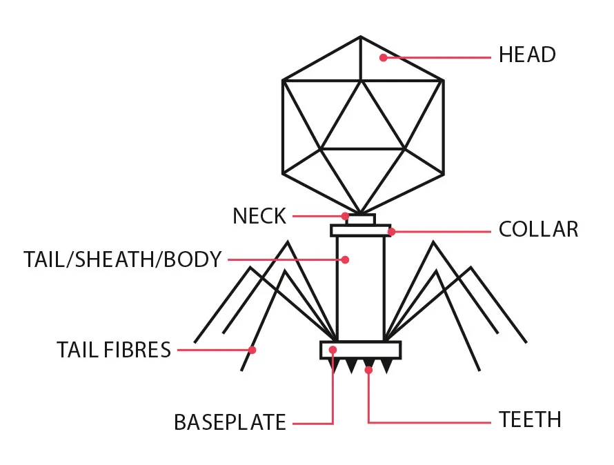 The anatomy of a bacteriophage, showing its head, neck, collar, tail/sheath/body, tail fibres, teeth and baseplate