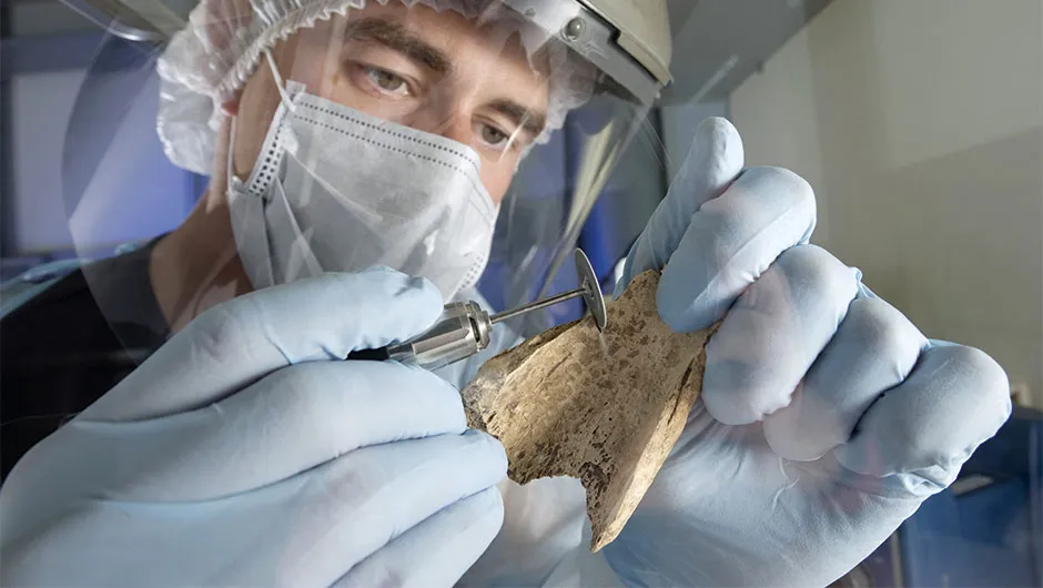 A technician drilling into a fossil to extract proteins for study© Science Photo Library